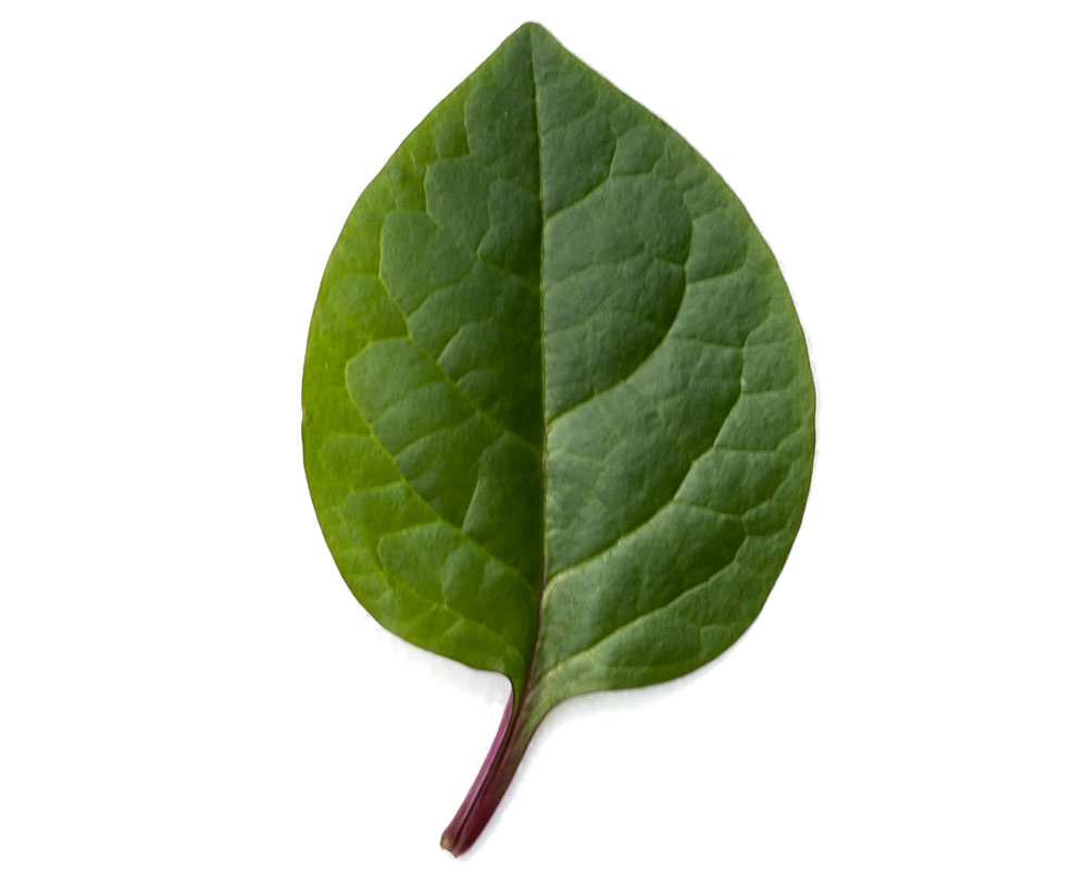 Ureplas azienda specializzata in termoformatura e schiumatura poliuretano